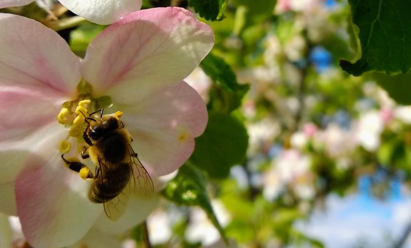 Eine Honigbiene sammelt gelben Pollen von den Staubgefässen einer Apfelblüte.