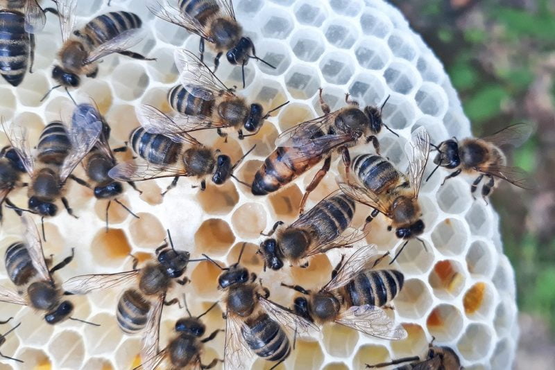 Eine Bienenkönigin mit ihrem Hofstaat auf einer Wabe.