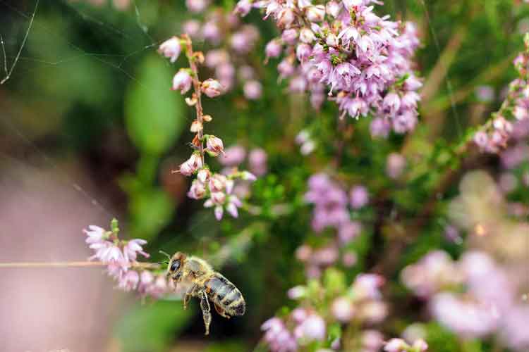 Honigbiene auf eine Blüte