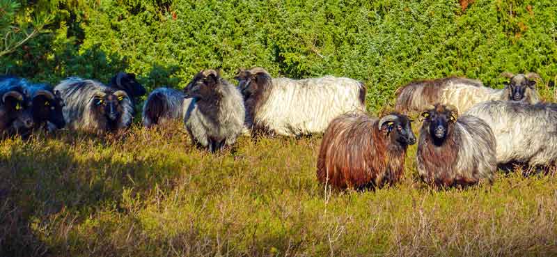 Eine Herde gehörnter Heidschnucken, einer sehr genügsamen, urtümlichen Schafart, die in der Heide ihren Ursprung hat.