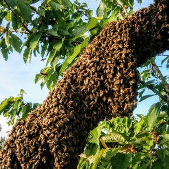 Ein großer Bienenschwarm der Imkerei Oswald bio-honig.com hängt an einem Ast einer Eiche.