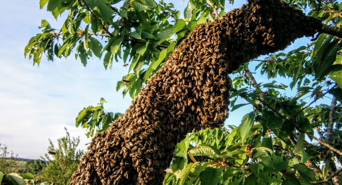 Ein großer Bienenschwarm der Imkerei Oswald bio-honig.com hängt an einem Ast einer Eiche.