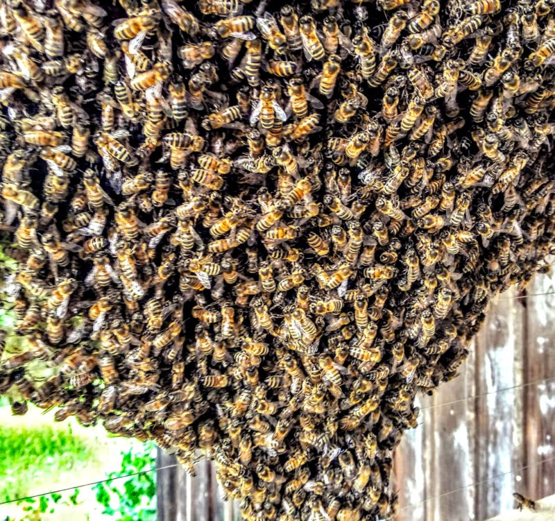 Die Schwarmtraube in Großaufnahme läßt die unterschiedlichen Bienen gut erkennen.