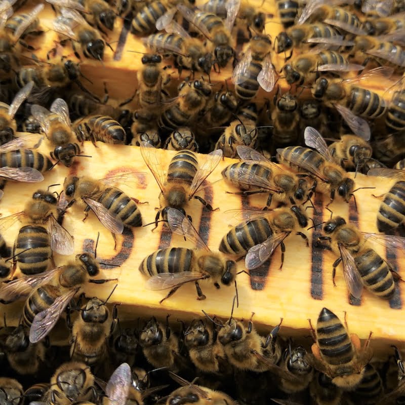 Nahaufnahme von Sklenar Bienen.