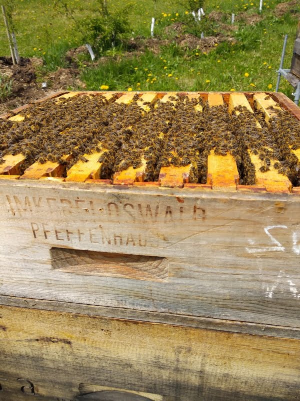 Geöffneter Bienenkasten mit vielen Bienen.