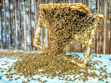 Tausende Bienen laufen auf einem Tisch zur Bienenkönigin.