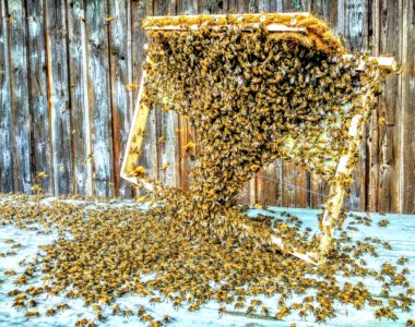 Tausende Bienen laufen auf einem Tisch zur Bienenkönigin.