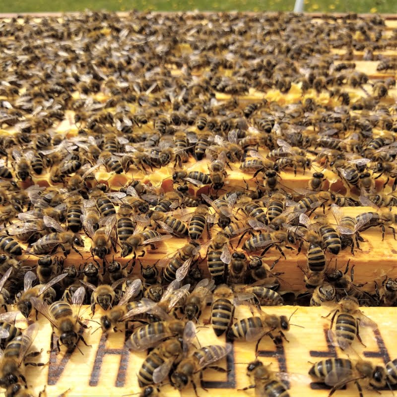 Reinzucht Bienen der Zuchtrichtung Sklenar.