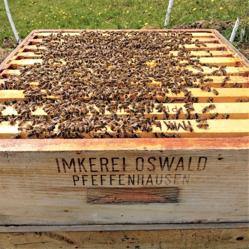 Reinzucht Bienen in der Imkerei Oswald