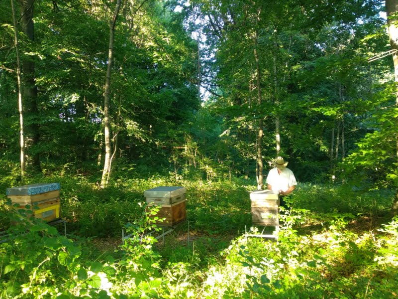 Imker Oswald im Bienenwald am Waldbienenstand im Juli 2022.