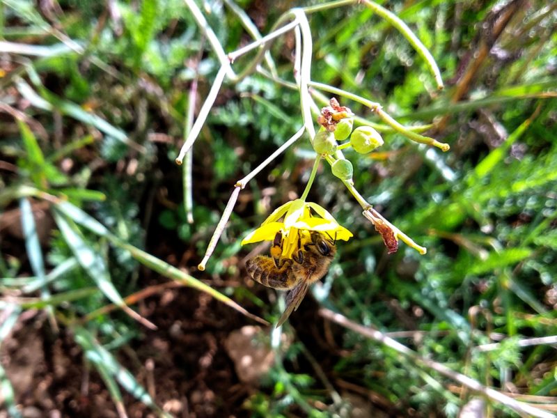 nektar-saugende-honigbiene-auf-rucola-bluete-bienenpflanze-bienen-im-herbst-biokreis-bienenhof-imkerei-oswald-bio-honig-com.