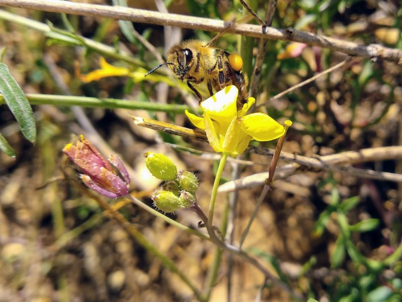 Fleissige Biene fliegt schwerbepackt mit Pollen von Blüte ab. Foto: bio-honig.com