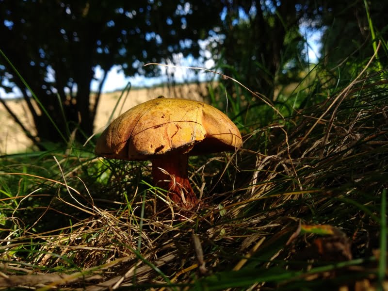Ein Pilz mit brauner Kappe steht im Grase. Foto: bio-honig.com