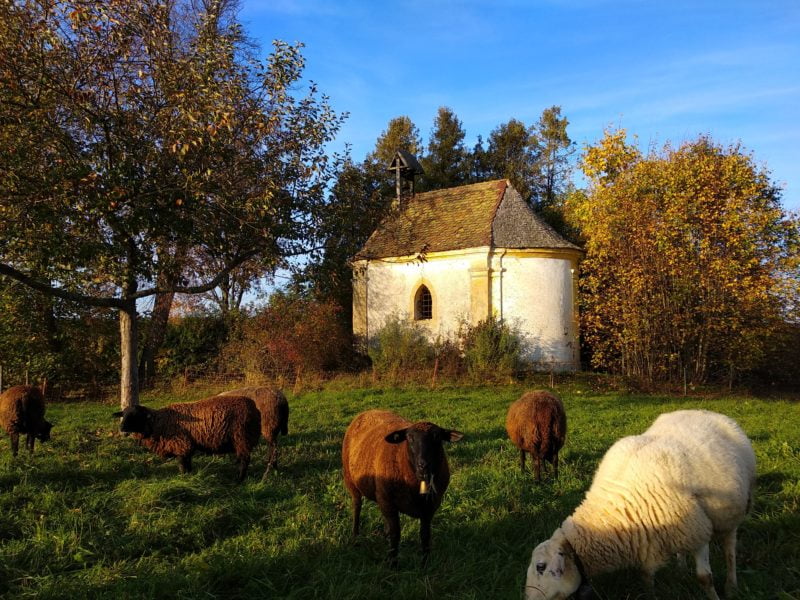 Schafe und Lämmer auf der Weide vor der alten Kapelle. Schäferei Oswald am Bienenhof bio-honig.com