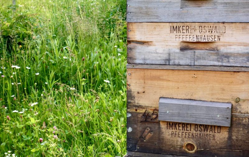 Bienenvolk in selbst gebautem Bienenkasten aus Massivholz.