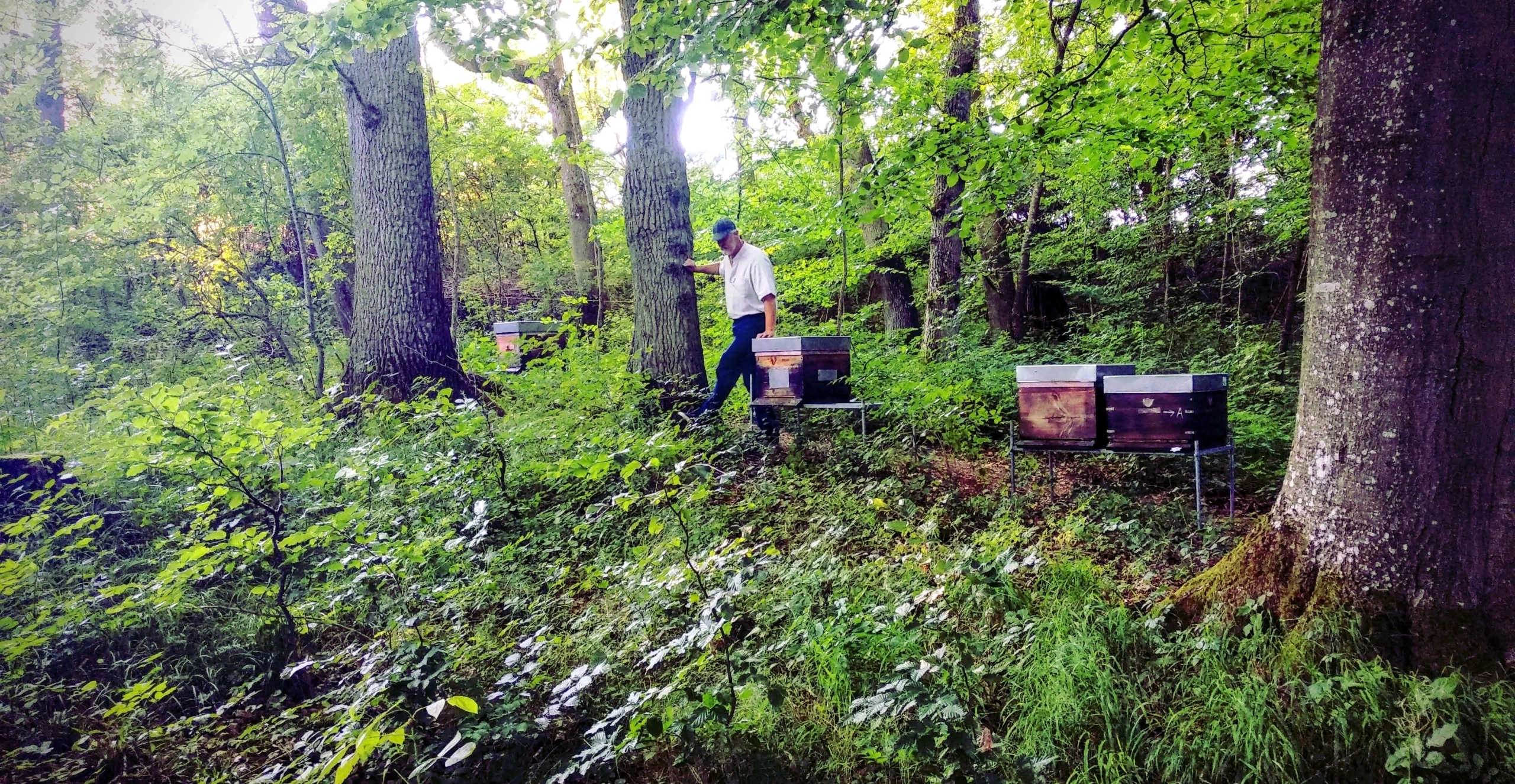 Ein älterer Imker allein im Wald bei seinen Bienen.