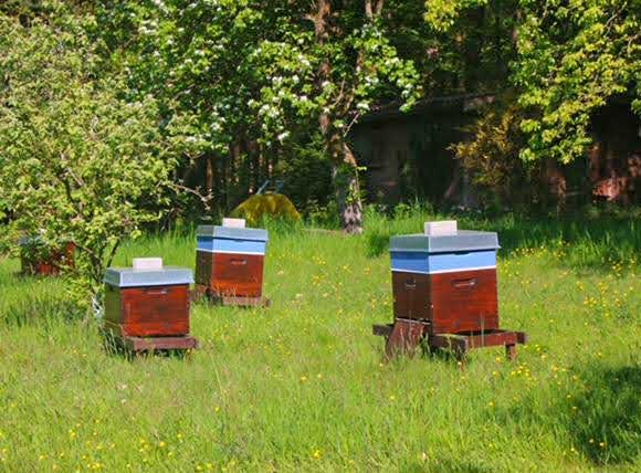Bienenstand mit Bienenvölkern in der Streuobstblüte kurz vor der Honigernte 2022.
