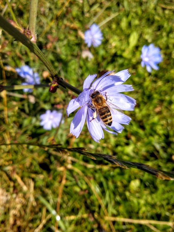Ein Honigbiene auf einer blauen Blume, einer Wegwarte. Foto: Imkerei Oswald bio-honig.com