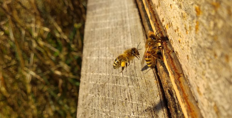 Eine Pollensammlerin im Landeanflug auf das Flugbrett des Bienenkastens. Foto: Imkerei Oswald bio-honig.com