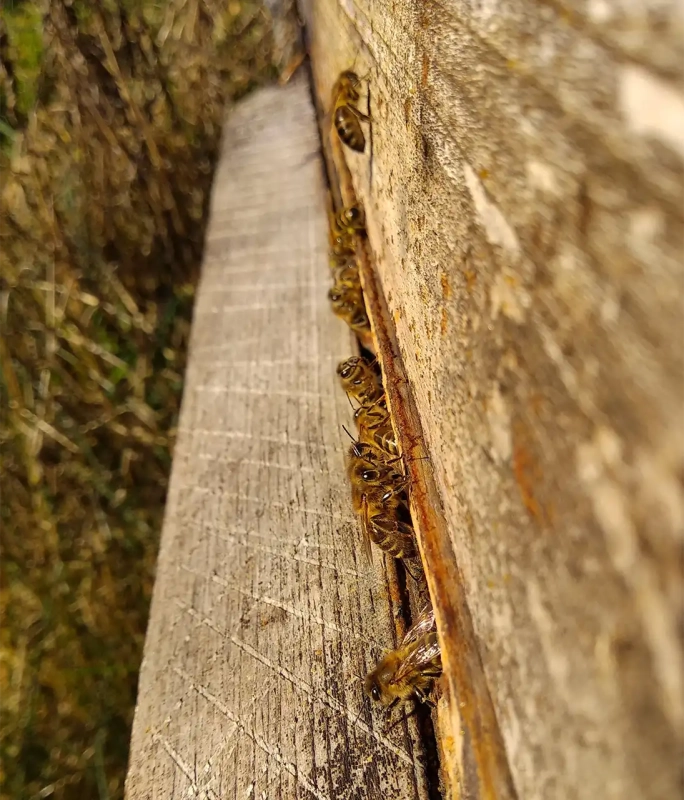 Vorsichtig wagen sich erste Bienen nach draußen an die Wintersonne.