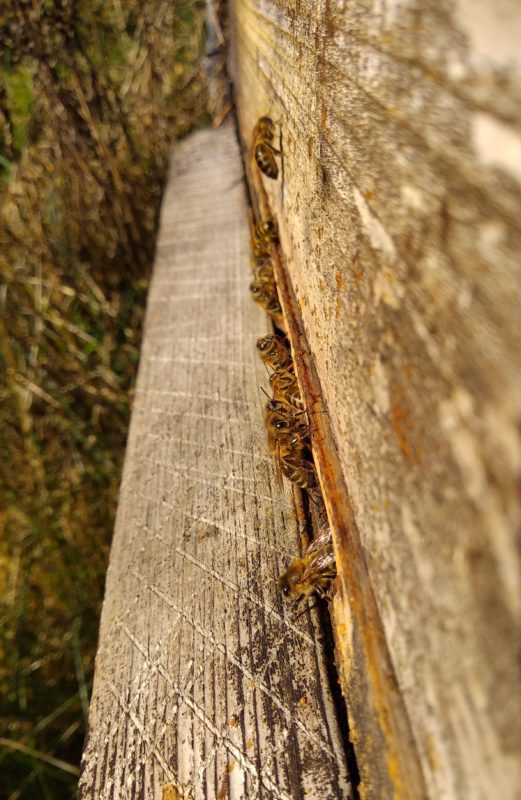 Vorsichtig wagen sich erste Bienen nach draußen an die Wintersonne.