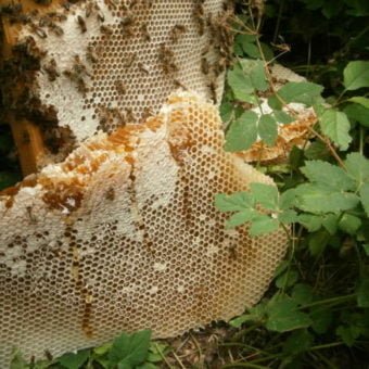 Eine wilde, echte Naturwabe im Wald. Foto: Hans Georg Oswald, bio-honig.com