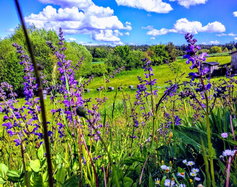 Im Tal der blauen Blume, wo sich der Heimbienenstand der Imkerei Oswald bio-honig.com befindet.