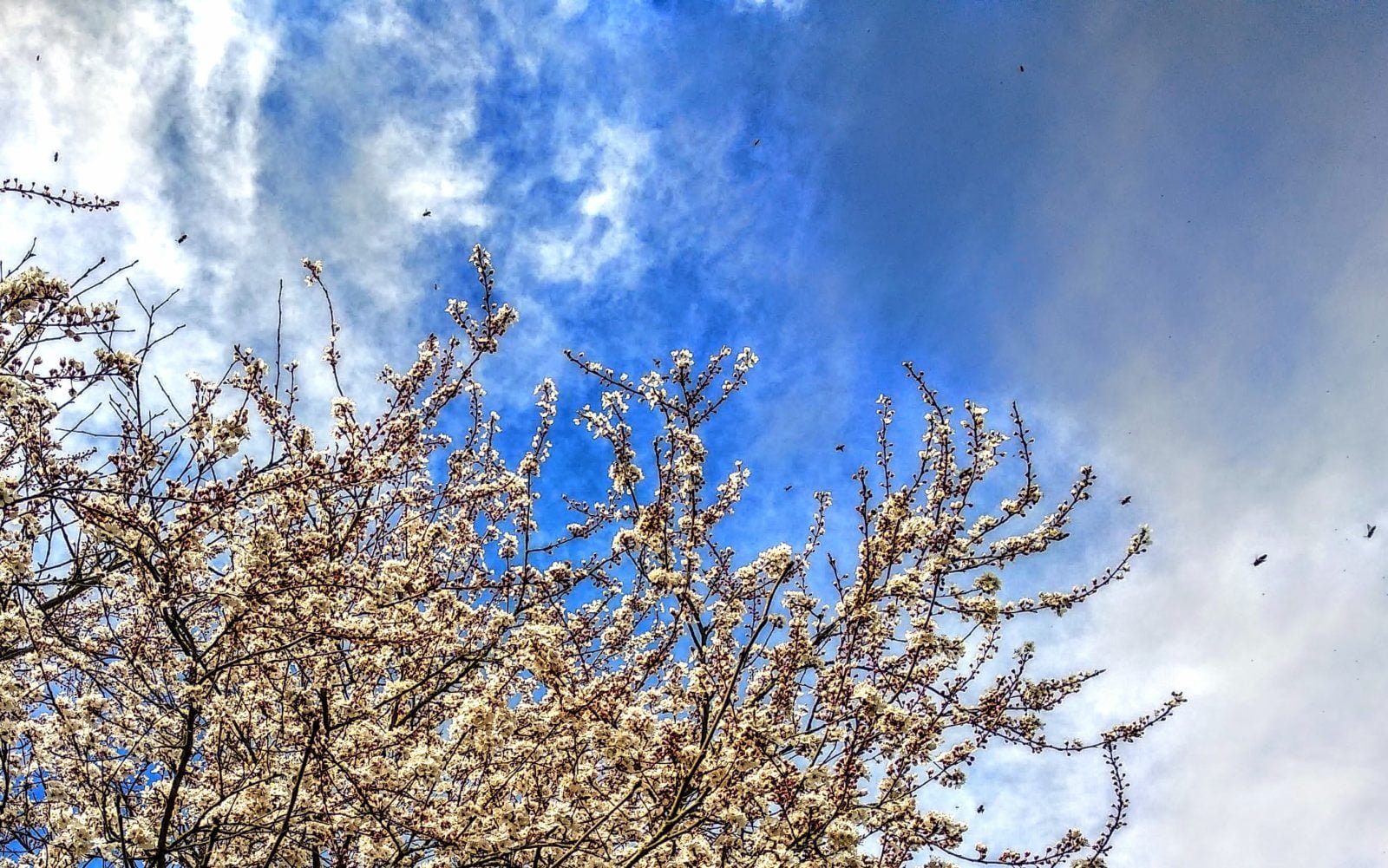 Griachal (Kriecherl, Kirschpflaume, Prunus cerasifera; Kirschpflaumen blühen weiß, innen zartrosa sehr früh im Jahr ein bis zwei Wochen vor dem Schlehdorn, duften nach Blütenhonig und sind eine sehr wichtige erste Nektar-Nahrungsquelle für Honigbienen.)
