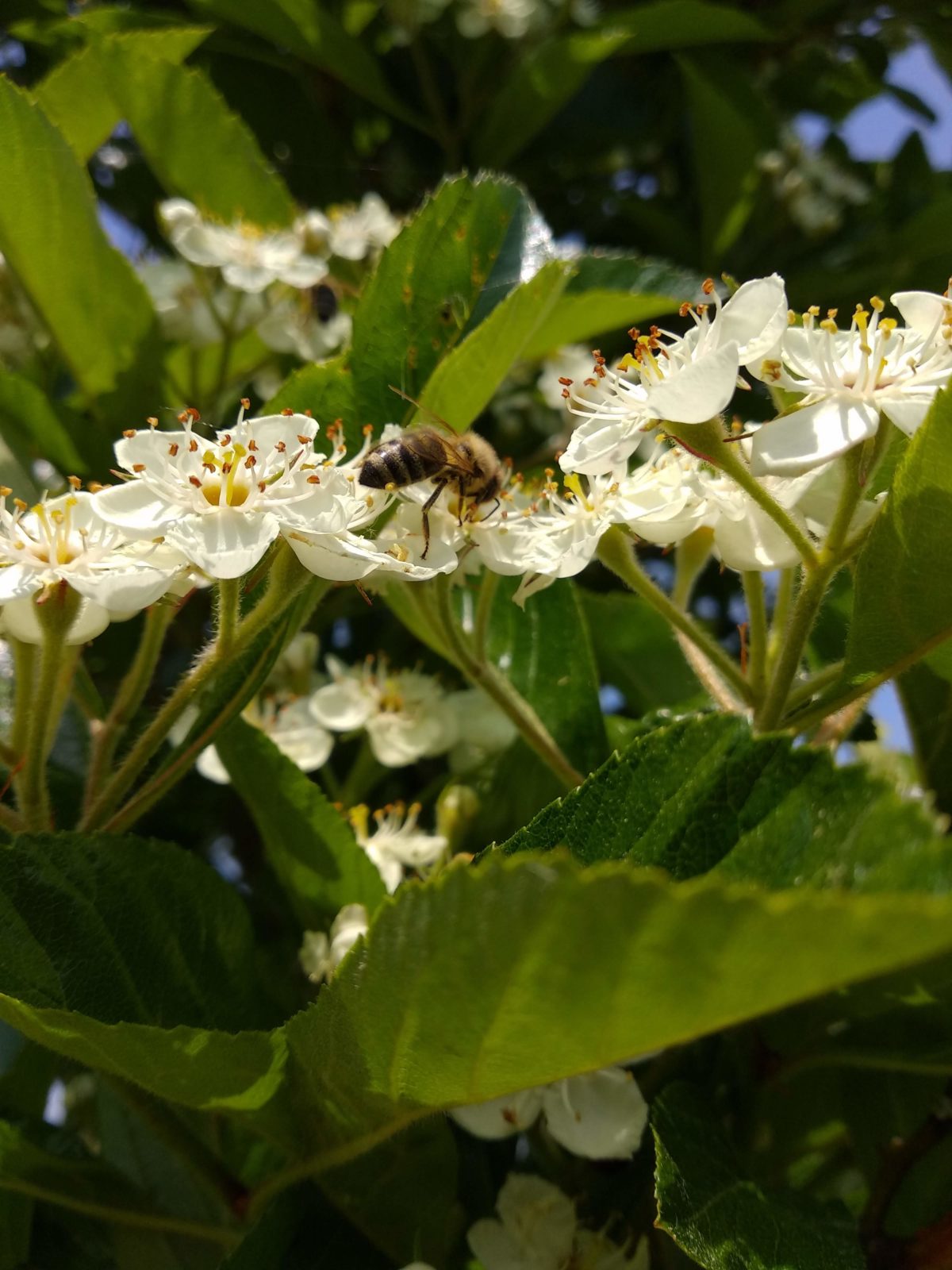 Eine einheimische Biene auf einer Blüte des Apfeldorns.