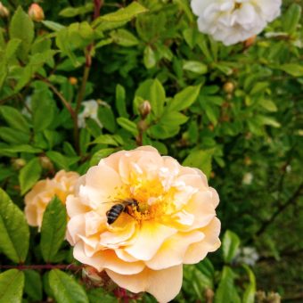 Der Bienenrosenstrauch Ghislaine de Feligonde.