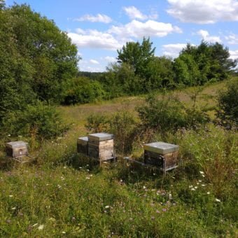 Bienenvölker in artenreicher Blühwiese.