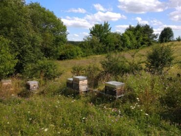 Bienenvölker in artenreicher Blühwiese.