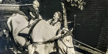 Ein Kind reitet auf einem Zugochsen.