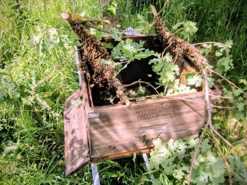 Ein Bienenschwarm wird gerade in eine neue Bienenbehausung einlogiert. Foto: Imker Oswald Blog bio-honig.com