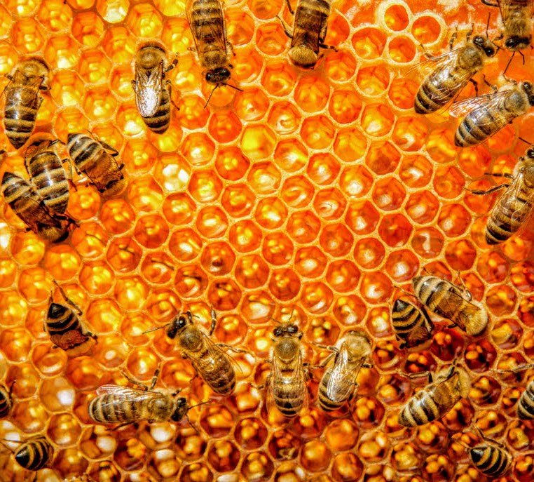 Honigbienen auf einer goldglänzenden Honigwabe. Foto: Imker Oswald Blog bio-honig.com
