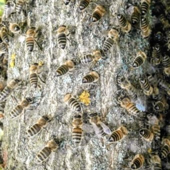 Honigbienen auf dem Stamm einer Eiche weisen den Weg zur Schwarmtraube.