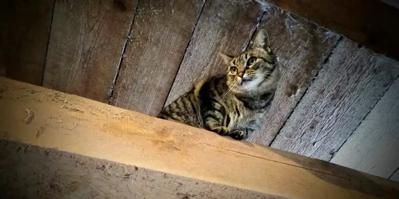Unsere Stall-Katze schaut von einem Balken herunter.