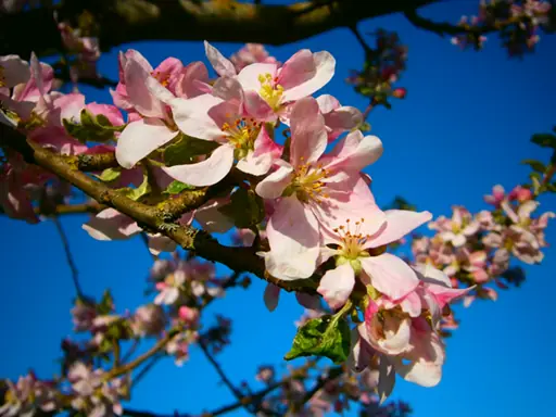 Pink apple blossoms against a deep blue sky (Keeping Bees Alive)