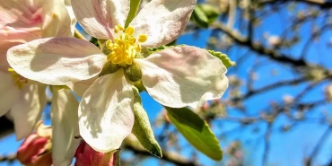 Eine Blüte des Himbeerapfel (art von Apfelbäume) von Holowaus (um 1850). Foto: bio-honig.com (Bienenhof Familie Oswald) im Mai 2021