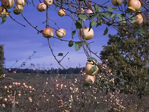 Reife TAGWERK Bio-Äpfel am Baum in der Herbstsonne.