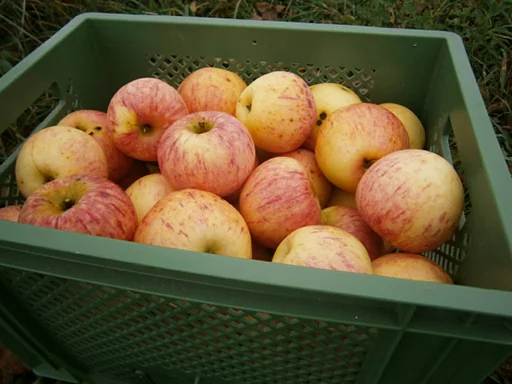 Tagwerk Bio-Äpfel der Sorte Wiltshire in einer grünen Napf-Erntekiste.