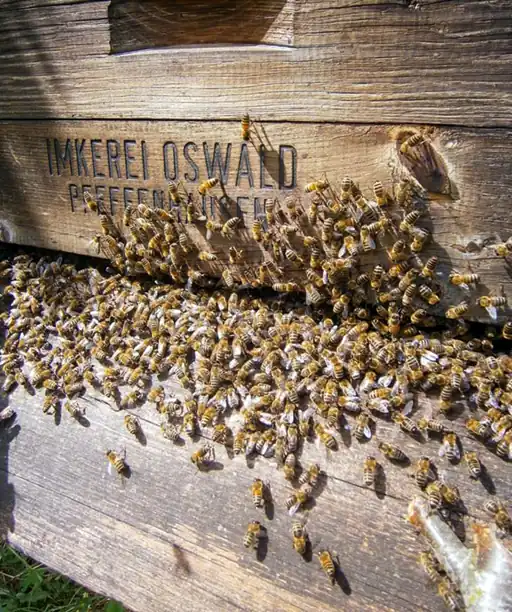 Honey bees flock to the hive (Keeping Bees Alive).