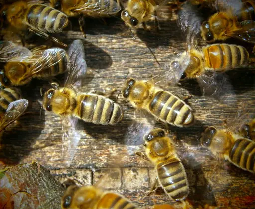 Bees use their wings to spread a pheromone to show their fellow bees the way into the hive (keeping bees alive).