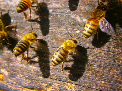 Keeping Bees Alive is the topic of this article. Shown here is a close-up of a few honey bees at the entrance to the bee hive.