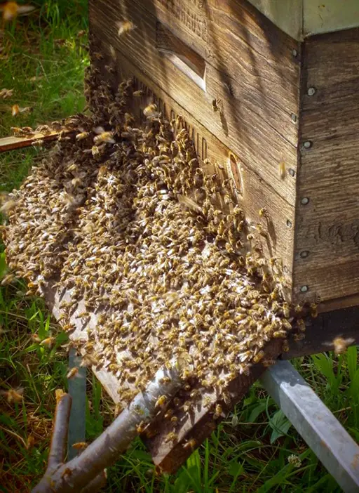 A swarm of bees moves into the hive.