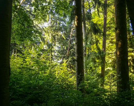 Private forest in Bavaria, suitable for beekeeping