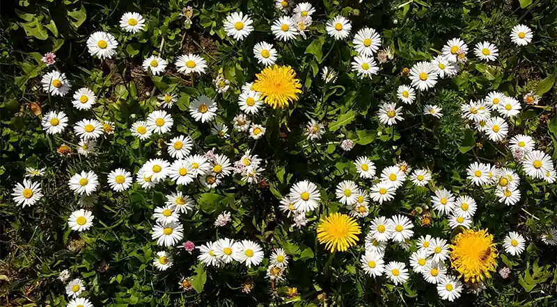 Ein Blütenteppich aus gelben Blüten und weißen Blüten. Auf einer Blüte sitzt eine Biene.