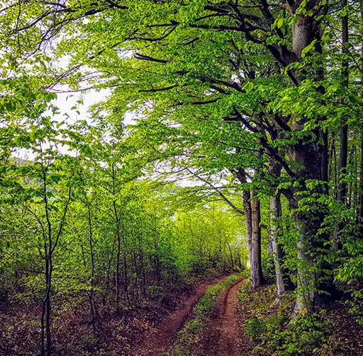 Der Frühlingswald zeigt zartes grün in seinen jungen Buchenblättern.