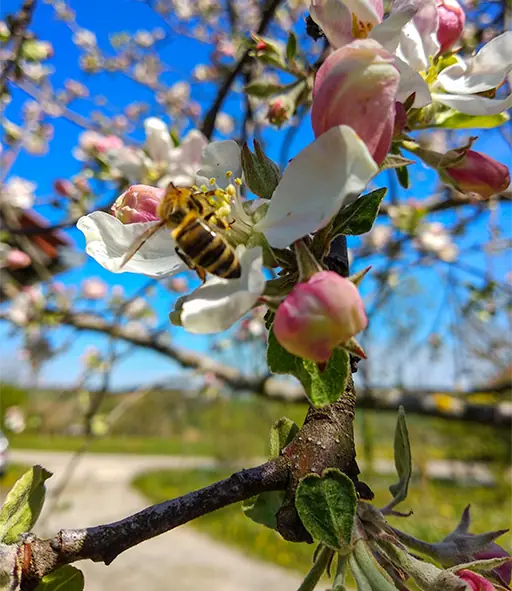 Eine schlanke Biene sucht emsig Blütennektar auf einer Apfelblüte.