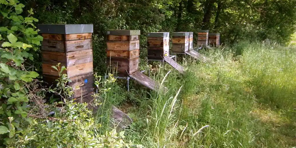 Beekeeper Oswald's apiary